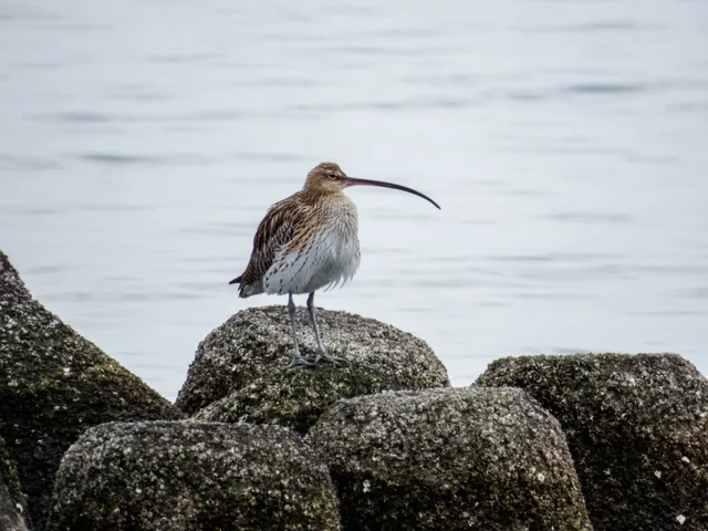 野鳥の写真