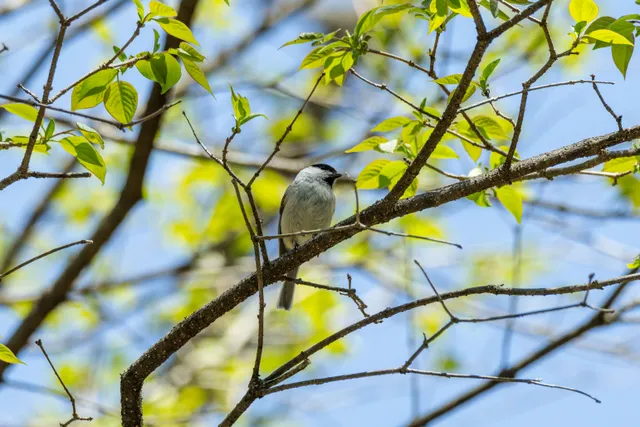 野鳥の写真