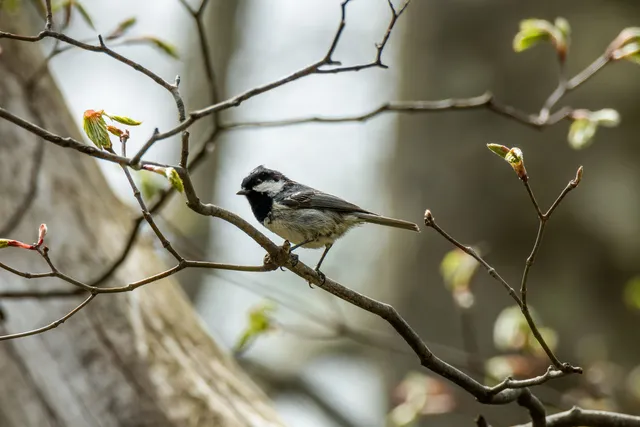 野鳥の写真