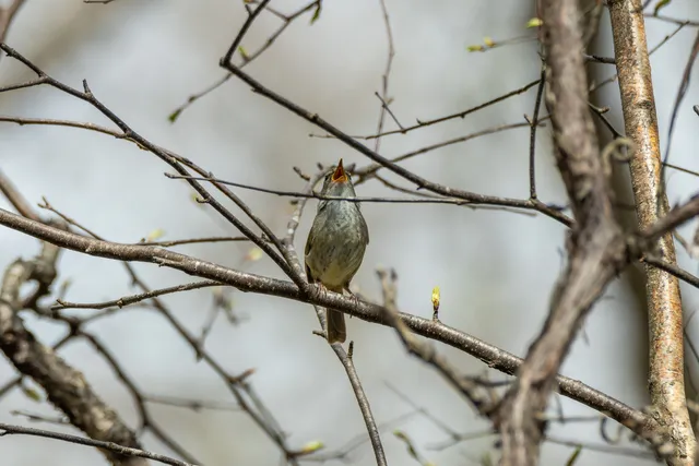 野鳥の写真