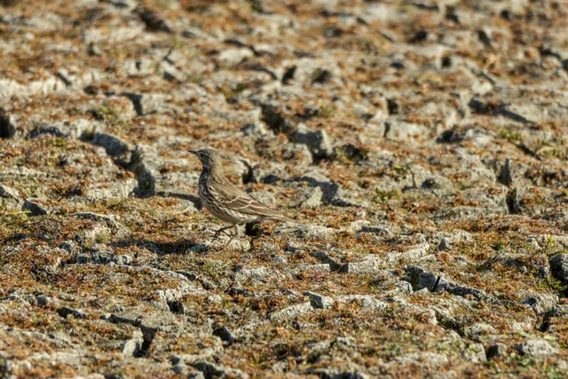 Species Image