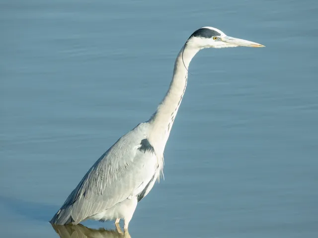野鳥の写真