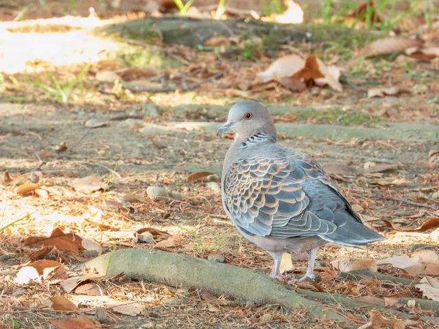 野鳥の写真