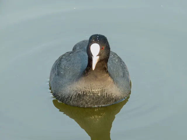 野鳥の写真