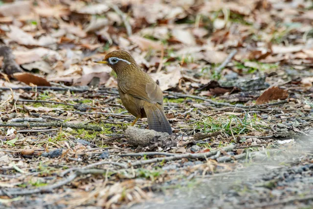 野鳥の写真