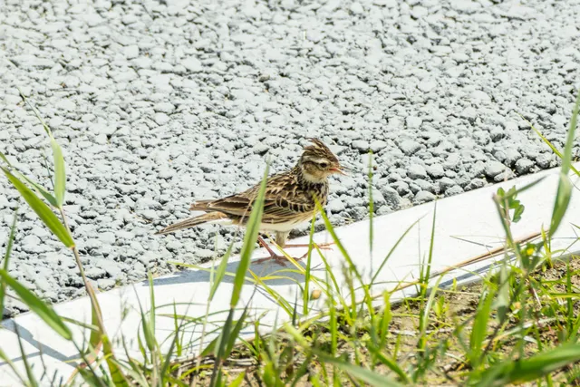 野鳥の写真