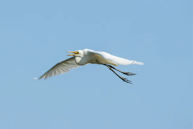 野鳥の写真