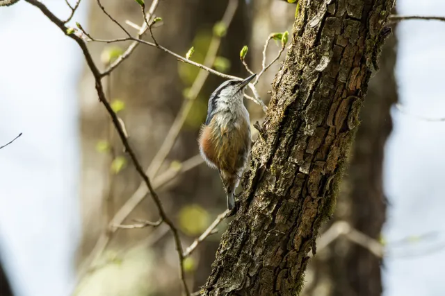 野鳥の写真