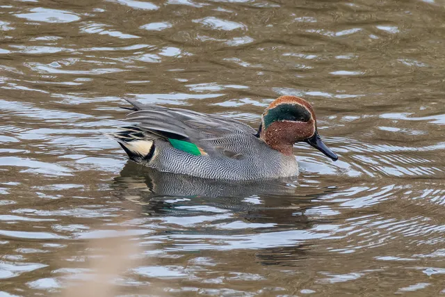 野鳥の写真