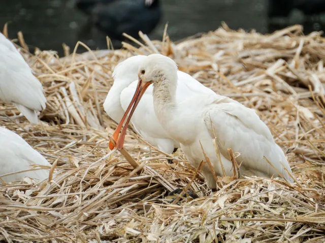 野鳥の写真
