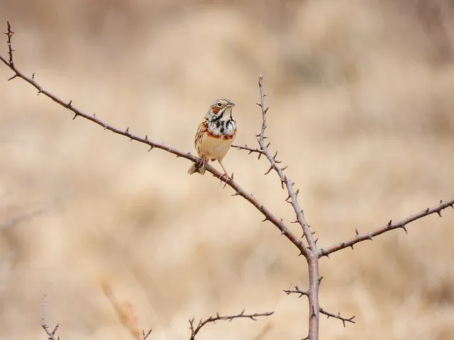 野鳥の写真