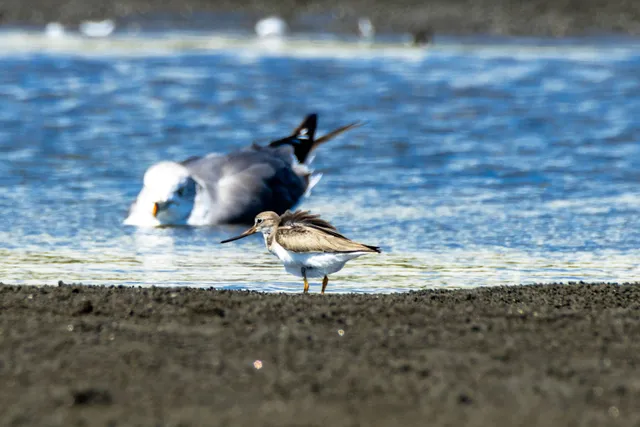 野鳥の写真