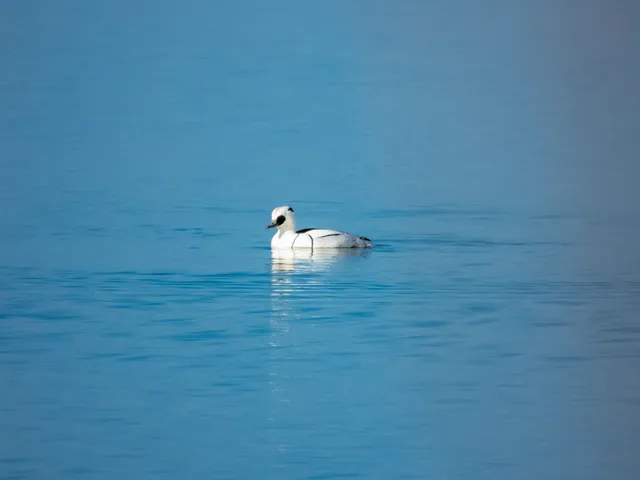 野鳥の写真