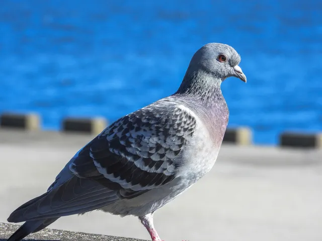 野鳥の写真