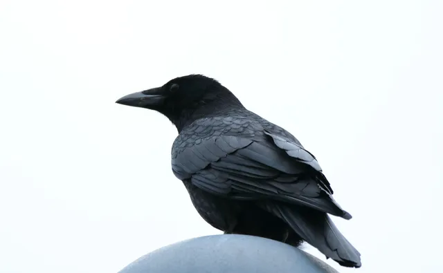 野鳥の写真