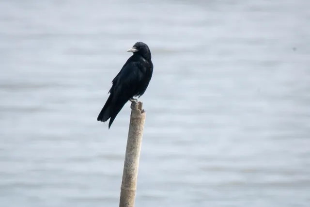 野鳥の写真