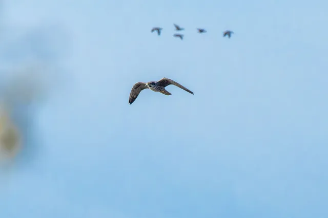 野鳥の写真