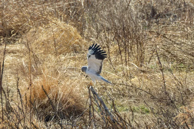 野鳥の写真