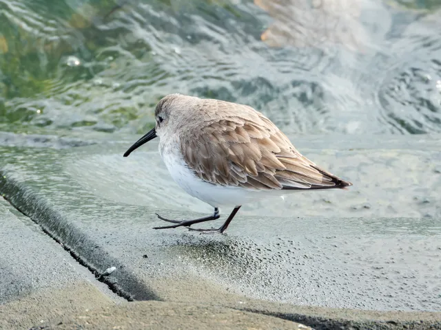 野鳥の写真
