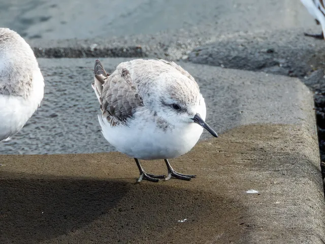 野鳥の写真