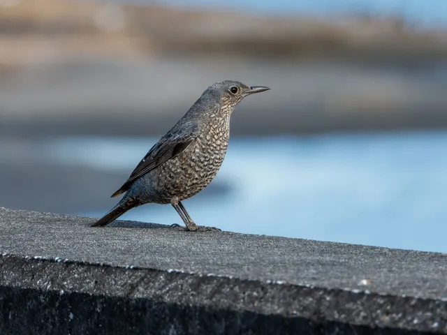 野鳥の写真