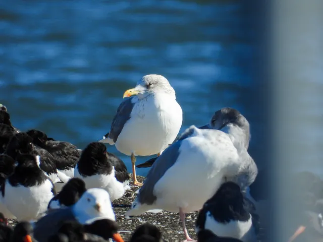 野鳥の写真