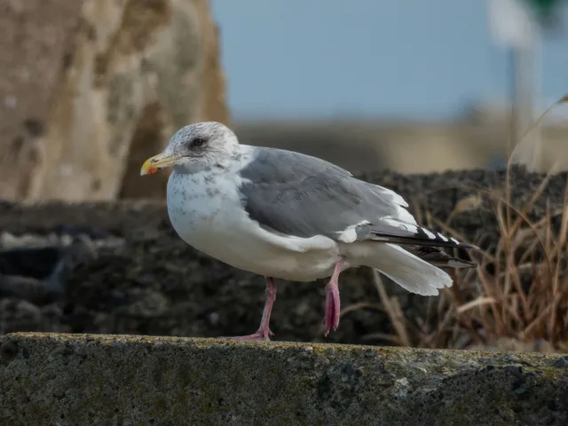 野鳥の写真