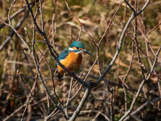 野鳥の写真