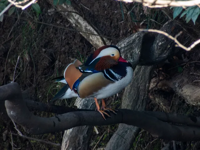 野鳥の写真