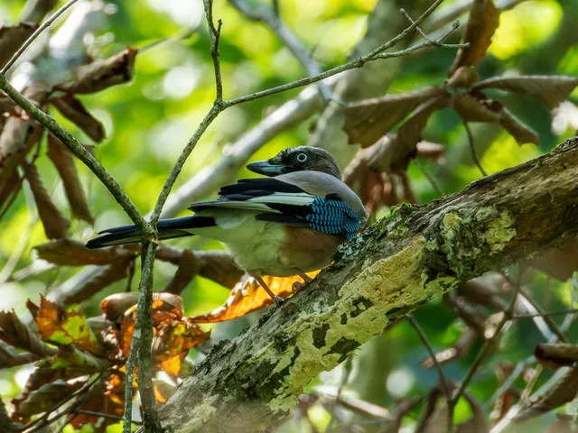 野鳥の写真