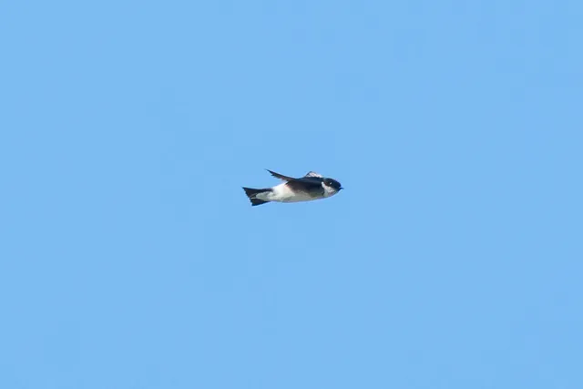 野鳥の写真