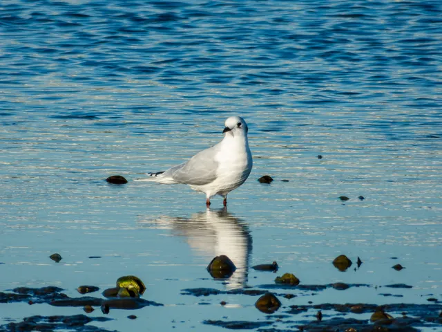 野鳥の写真