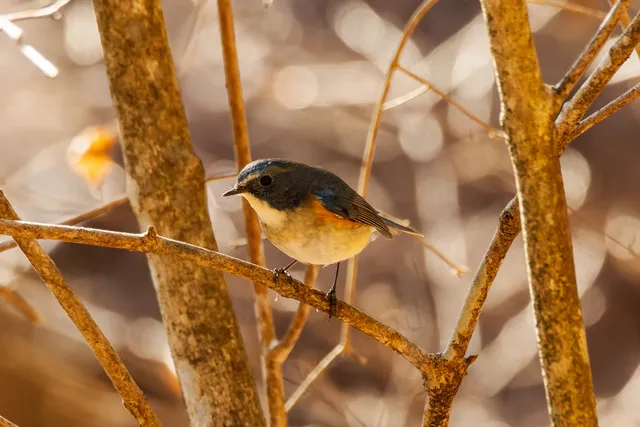 野鳥の写真