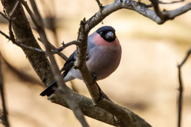野鳥の写真
