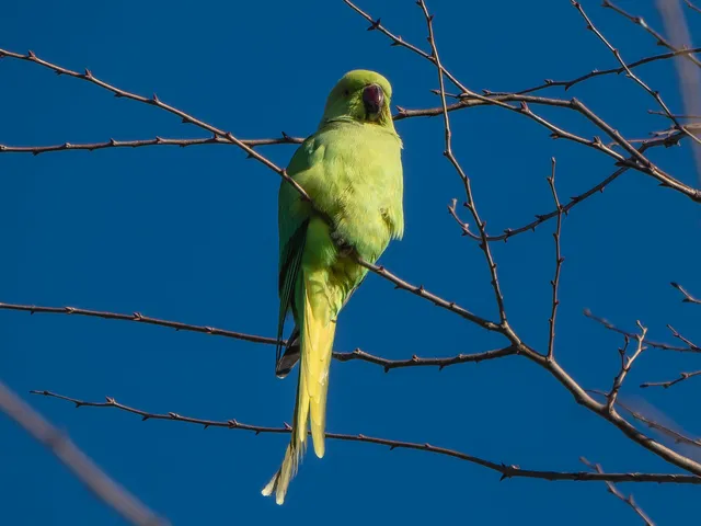 野鳥の写真