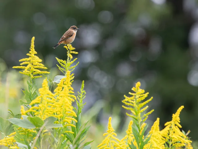 Species Image