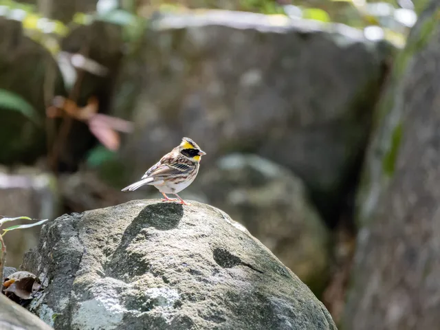 Species Image