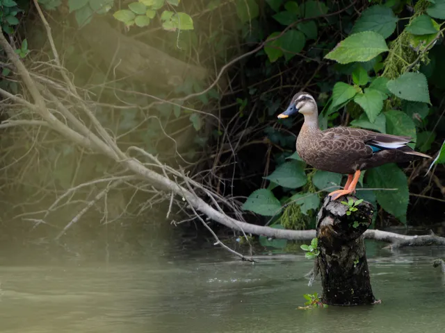 Species Image
