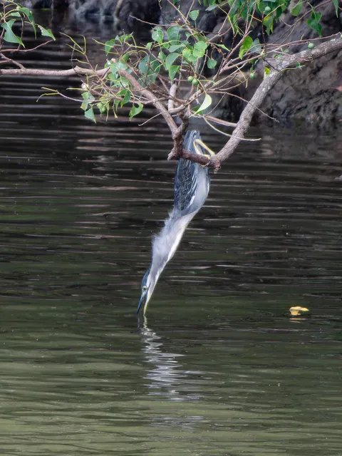 Species Image
