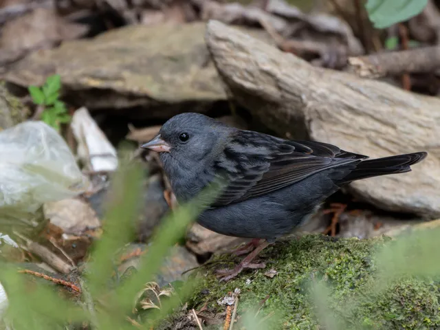Species Image
