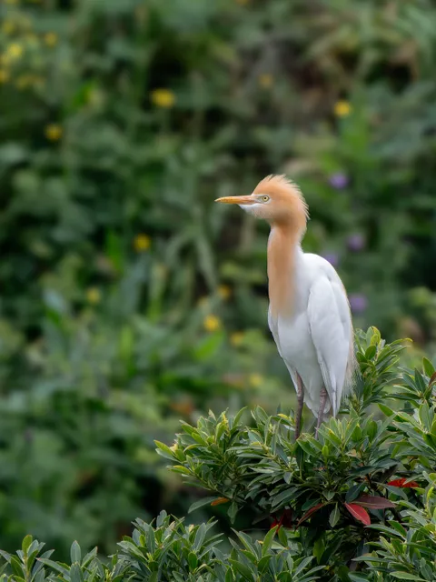 Species Image