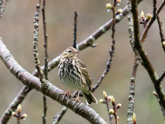 Species Image