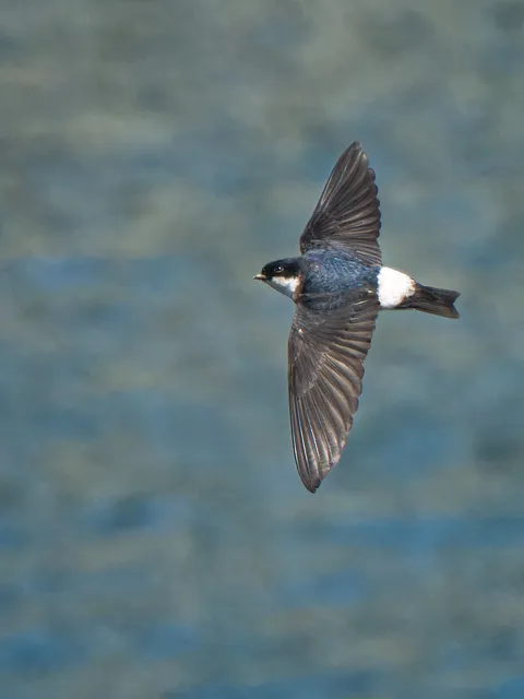 Species Image