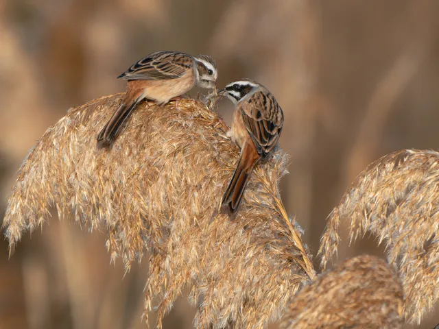 Species Image