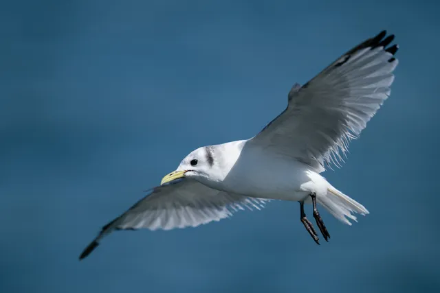 Species Image