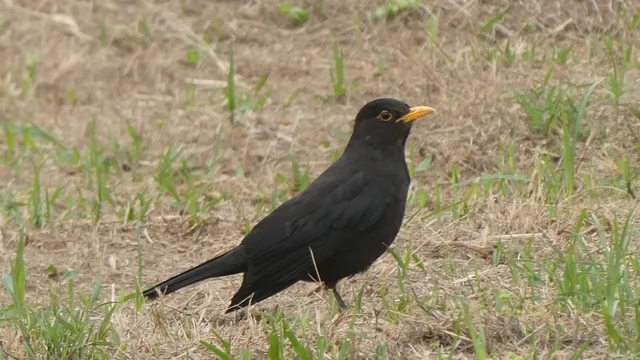 Species Image