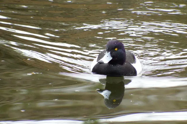 野鳥の写真