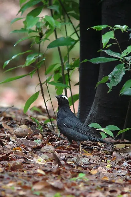 野鳥の写真