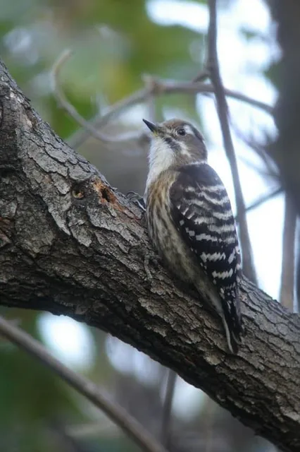 野鳥の写真