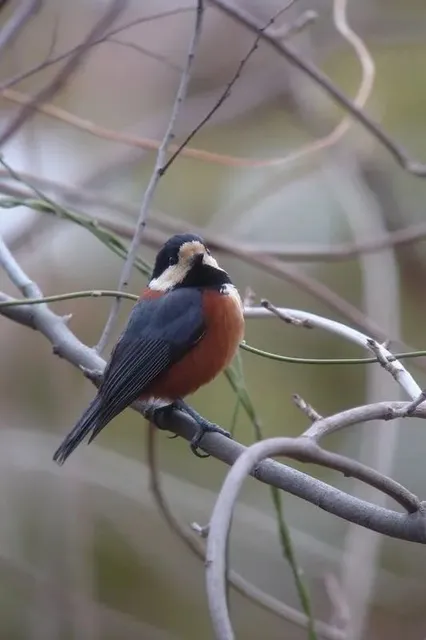 野鳥の写真